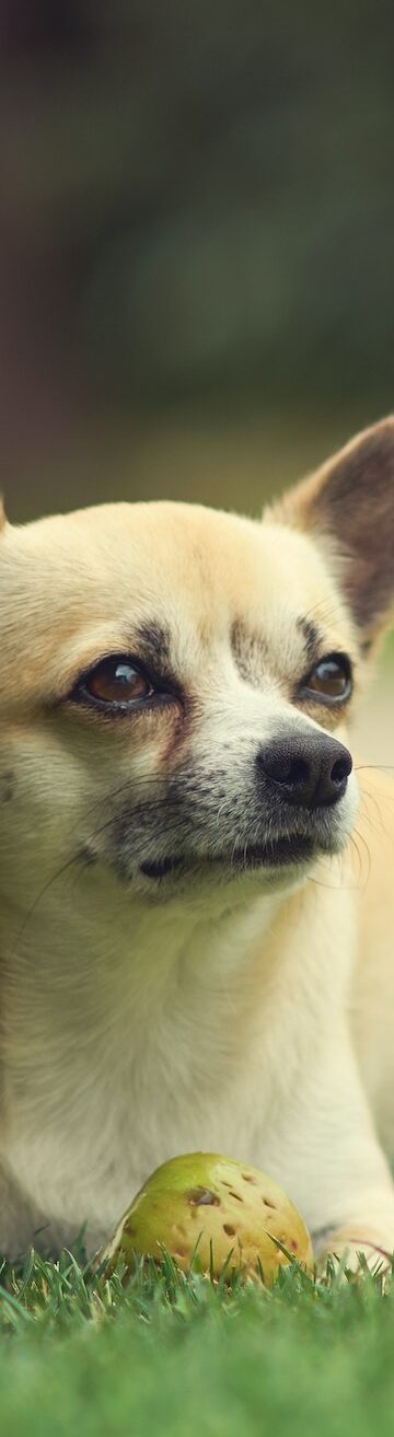 Chihuahua
