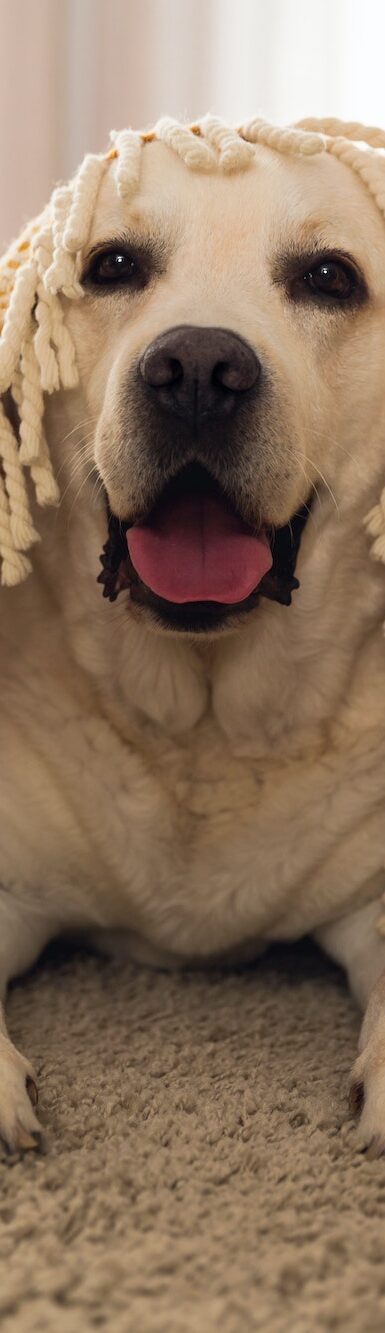 Cute dog at home