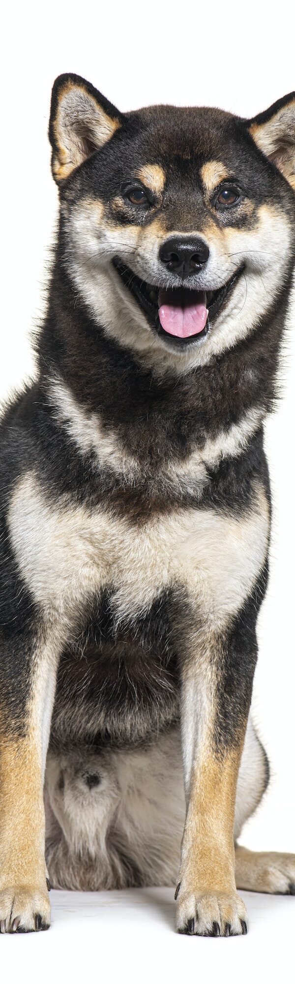 Shiba inu dog panting and looking happy, isolated on white